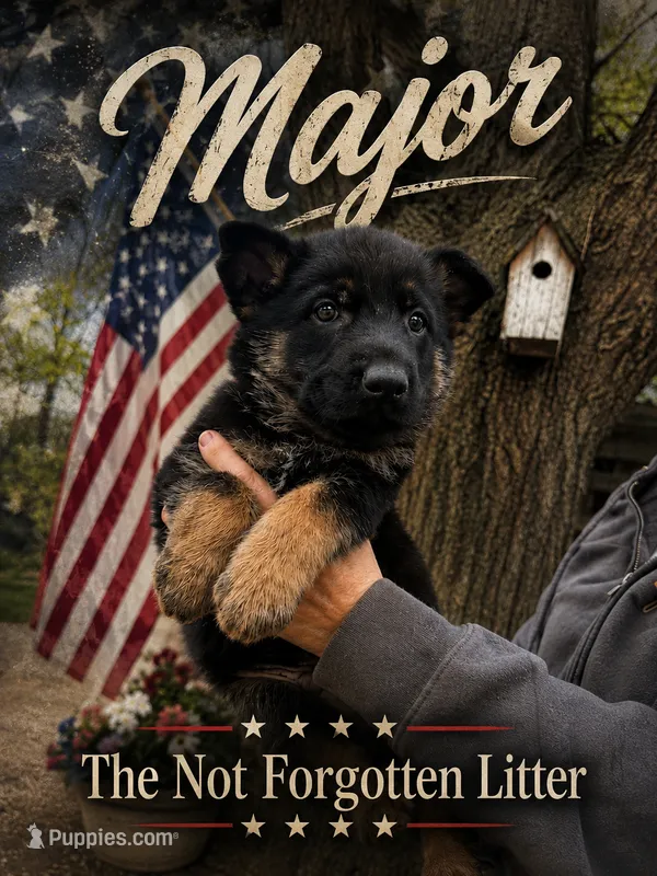 Major – German Shepherd Dog puppy for sale in Fort Wayne, IN