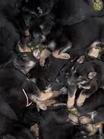Liberty, a female German Shepherd Dog for sale in Fort Wayne, IN – 8 of 8
