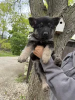 Hero, a male German Shepherd Dog for sale in Fort Wayne, IN – 9 of 10