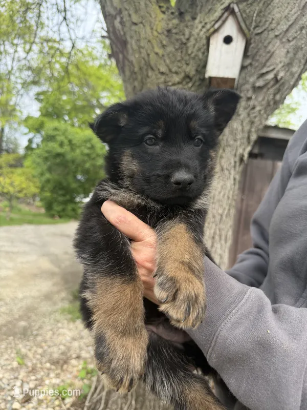Glory – German Shepherd Dog puppy for sale in Fort Wayne, IN
