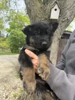 Glory, a female German Shepherd Dog for sale in Fort Wayne, IN – 1 of 9