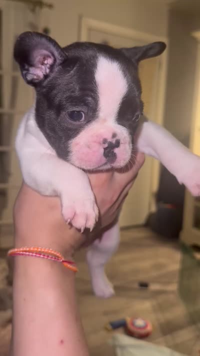 Moo, a female French Bulldog for sale in Cudahy, WI – 1 of 1
