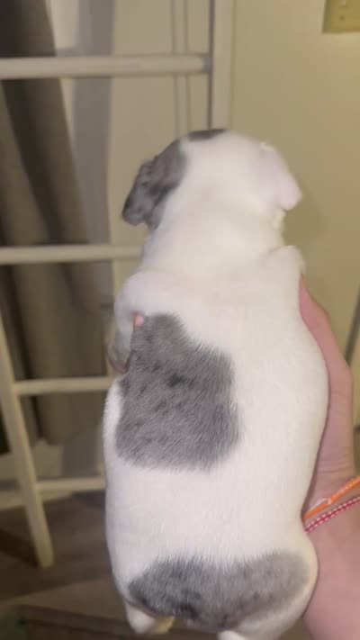 Loafy , a male French Bulldog for sale in Cudahy, WI – 1 of 1