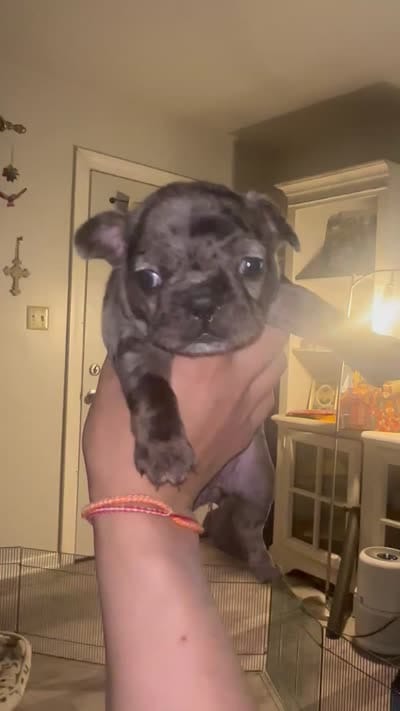 Stormi, a female French Bulldog for sale in Cudahy, WI – 1 of 1