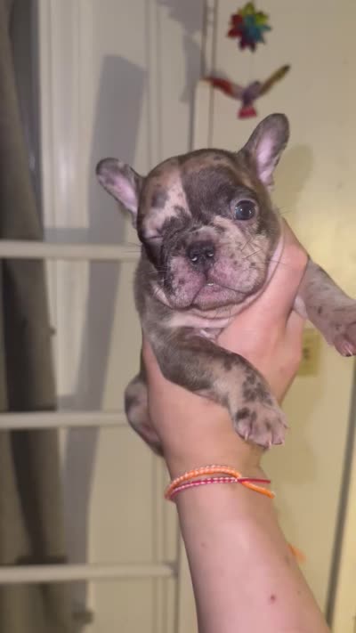 Miso , a male French Bulldog for sale in Cudahy, WI – 1 of 1