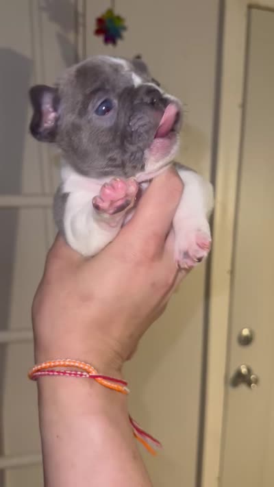 Louie, a male French Bulldog for sale in Cudahy, WI – 1 of 1