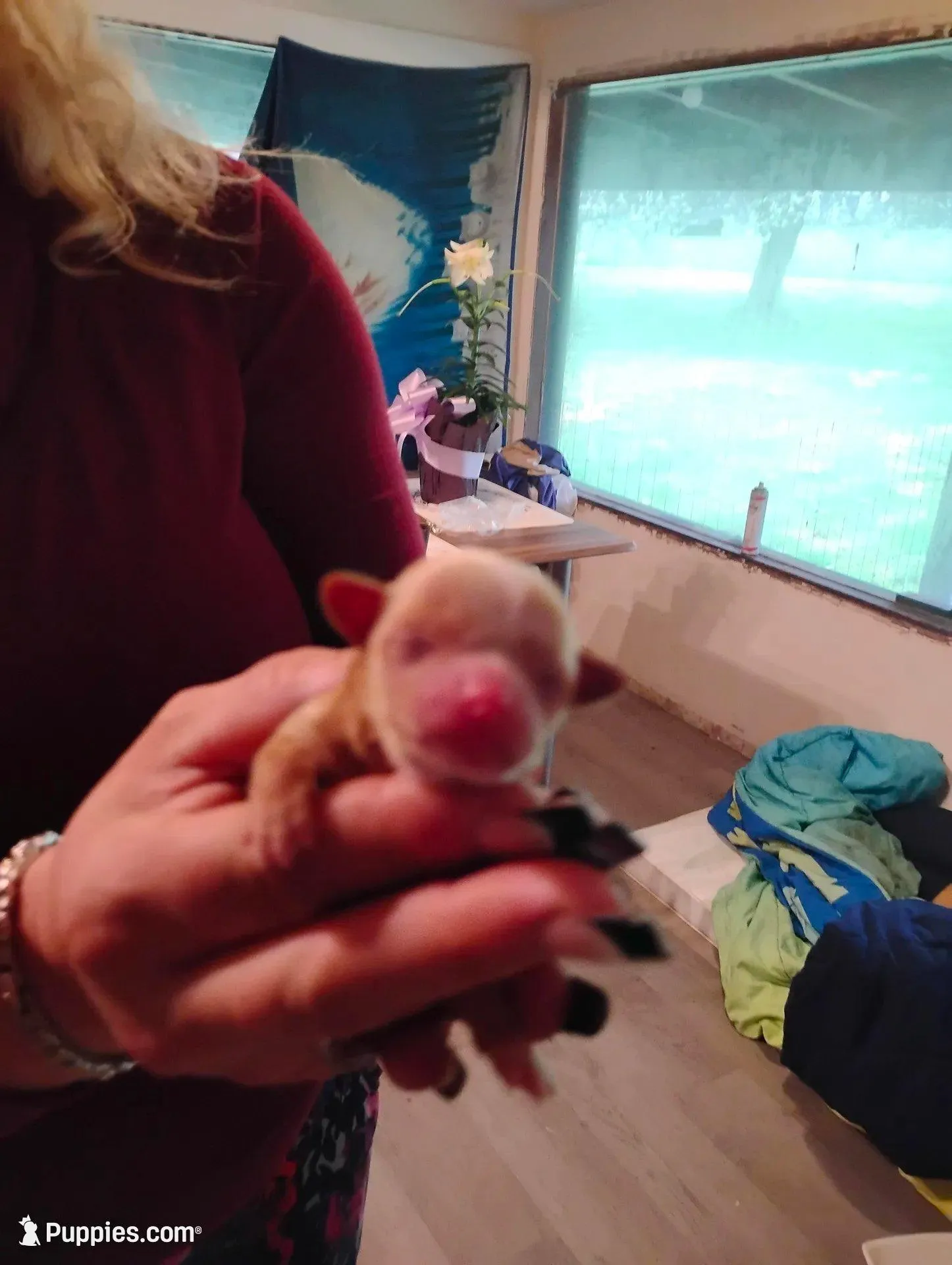 Tiny, a male Chihuahua for sale in Arlington, WA – Photo 3 of 3