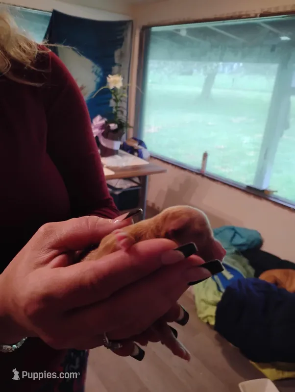 Tiny – Chihuahua puppy for sale in Arlington, WA