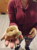 Baby, a female Chihuahua for sale in Arlington, WA – Photo 2 of 3