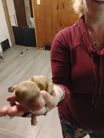 Baby, a female Chihuahua for sale in Arlington, WA – Photo 3 of 3