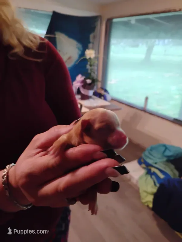 Baby – Chihuahua puppy for sale in Arlington, WA