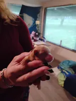 Baby, a female Chihuahua for sale in Arlington, WA – Photo 1 of 3