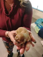 Spot, a male Chihuahua for sale in Arlington, WA – Photo 4 of 4