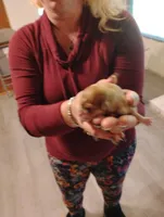 Spot, a male Chihuahua for sale in Arlington, WA – Photo 2 of 4