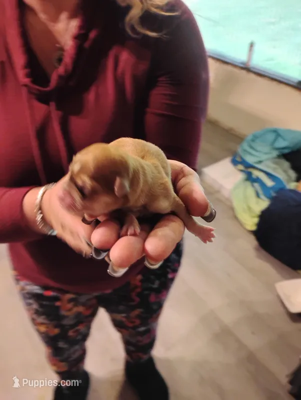 Spot – Chihuahua puppy for sale in Arlington, WA