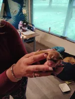 Spot, a male Chihuahua for sale in Arlington, WA – Photo 3 of 4