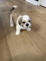 Kash , a male Shih Tzu for sale in Fayetteville, GA – Photo 2 of 3