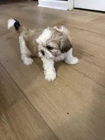 Kash , a male Shih Tzu for sale in Fayetteville, GA – Photo 3 of 3