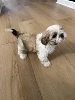 Kash , a male Shih Tzu for sale in Fayetteville, GA – Photo 1 of 3