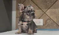 Taz, a male French Bulldog for sale in Houston, TX – 3 of 4