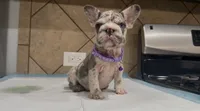 Luna , a female French Bulldog for sale in Houston, TX – 4 of 4