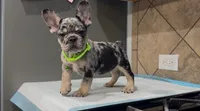 Taz , a male French Bulldog for sale in Houston, TX – 7 of 7
