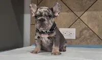 Taz, a male French Bulldog for sale in Houston, TX – 4 of 4