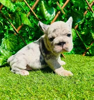 Bella , a female French Bulldog for sale in Houston, TX – 2 of 2