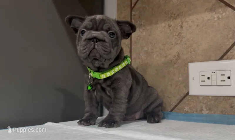 Blue  – French Bulldog puppy for sale in Houston, TX