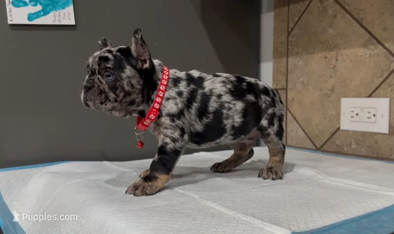 Oreo – French Bulldog puppy for sale in Houston, TX