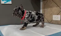 Oreo, a male French Bulldog for sale in Houston, TX – 1 of 5