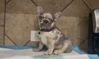 Stich, a male French Bulldog for sale in Houston, TX – 2 of 5