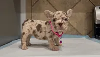 Sandy, a female French Bulldog for sale in Houston, TX – 3 of 6