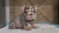 Snoopy , a male French Bulldog for sale in Houston, TX – 2 of 6