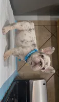 Tyga , a male French Bulldog for sale in Houston, TX – 3 of 4