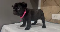 Coco , a female French Bulldog for sale in Houston, TX – 3 of 5