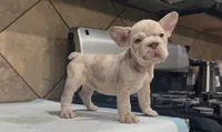 Taz , a male French Bulldog for sale in Houston, TX – 1 of 4