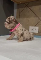 Sandy, a female French Bulldog for sale in Houston, TX – 4 of 6