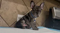 Oreo , a male French Bulldog for sale in Houston, TX – 5 of 5