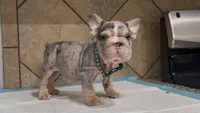 Snoopy , a male French Bulldog for sale in Houston, TX – 3 of 6
