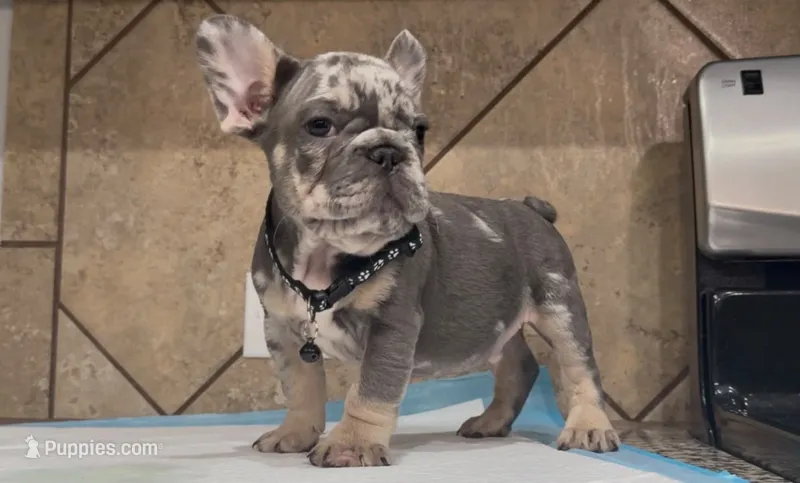 Taz – French Bulldog puppy for sale in Houston, TX
