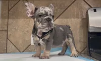 Taz, a male French Bulldog for sale in Houston, TX – 1 of 4