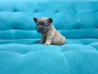 Diesel , a male French Bulldog for sale in Houston, TX – 2 of 3