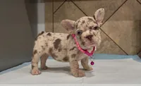 Sandy, a female French Bulldog for sale in Houston, TX – 1 of 6
