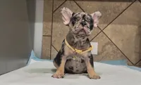 Roxy , a female French Bulldog for sale in Houston, TX – 2 of 4