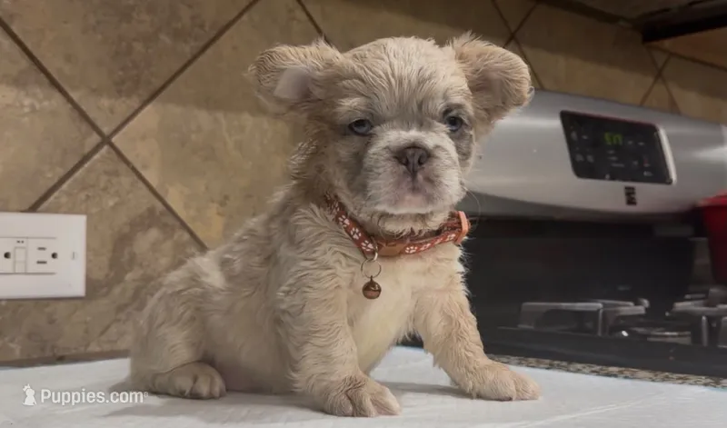 Tiger  – French Bulldog puppy for sale in Houston, TX