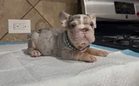 Snoopy , a male French Bulldog for sale in Houston, TX – 4 of 6