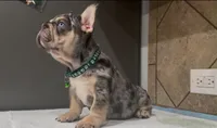 Sonic , a male French Bulldog for sale in Houston, TX – 2 of 3
