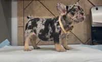 Roxy , a female French Bulldog for sale in Houston, TX – 3 of 4