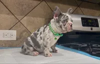 Sonic, a male French Bulldog for sale in Houston, TX – 4 of 6